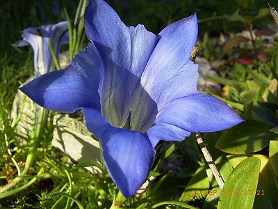 Chinesischer Herbstenzian, Chinesischer Schmuckenzian